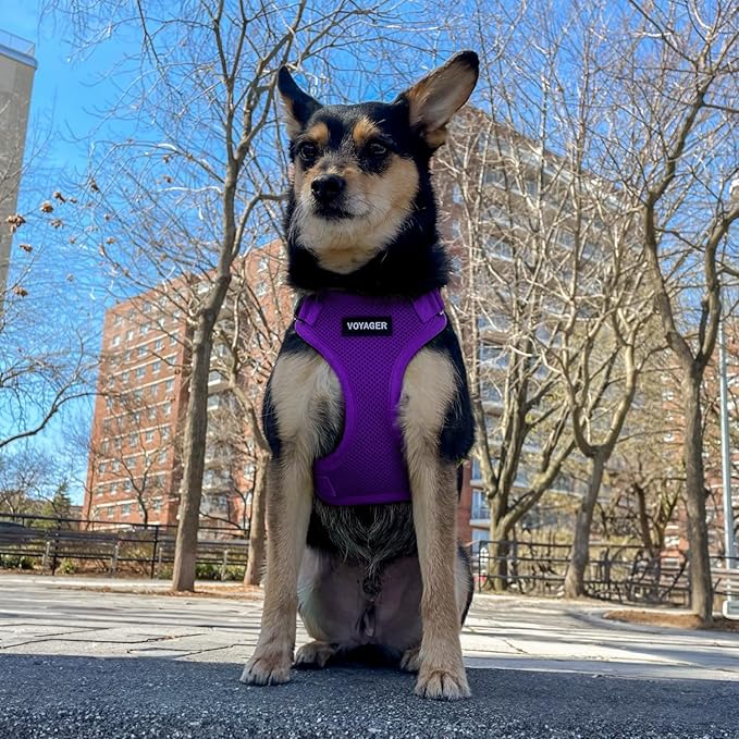 Voyager Step-in Lock Pet Harness - All Weather Mesh, Adjustable Step in Harness for Cats and Dogs by Best Pet Supplies - Purple, XS