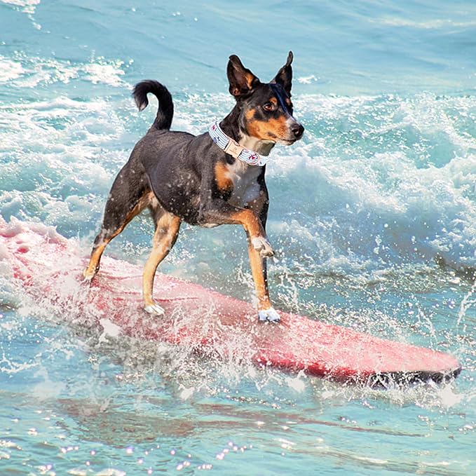 Lionheart glory Dog Collar, Dog Collar Summer Stripe Boy Dog Collar Cute Pet Collar Gift for X-Small Puppy and Cat