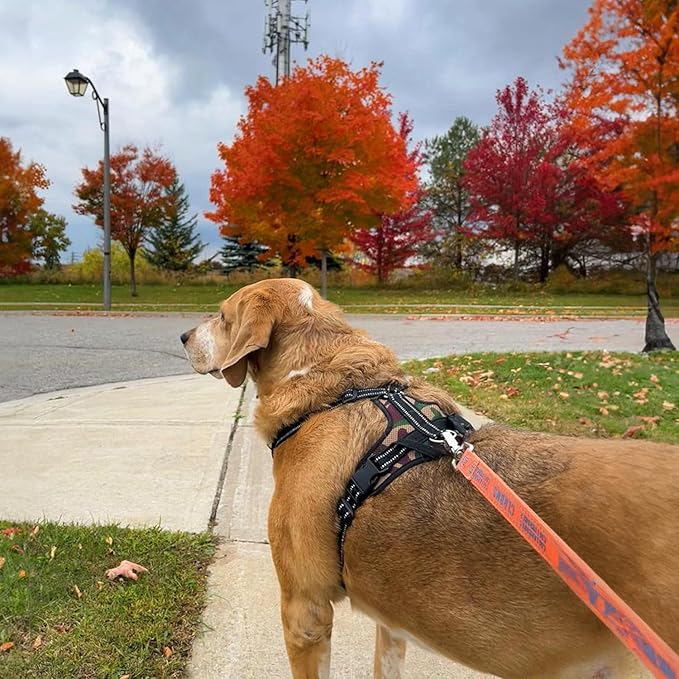 Voyager Step-in Lock Dog Harness w Reflective Dog Leash Combo Set with Neoprene Handle 5ft - Supports Small, Medium and Large Breed Puppies/Cats by Best Pet Supplies - Army/Black Trim, L