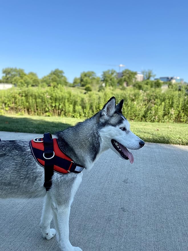 ShawnCo Essential Dog Harness, No-Pull Pet Vest with 3 Leash Clips, No Choke, Reflective, Adjustable and Padded, for Easy Walking and Training for Small, Medium and Large Dogs (Mustang Red, XS)