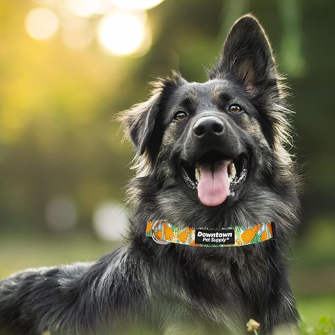 Downtown Pet Supply - Best, Cute & Fancy Dog Collar - Lightweight Adjustable Dog Collar with Quick Buckle & D-Ring - Hand Wash Safe - Pineapple - M - Medium Dog Collar