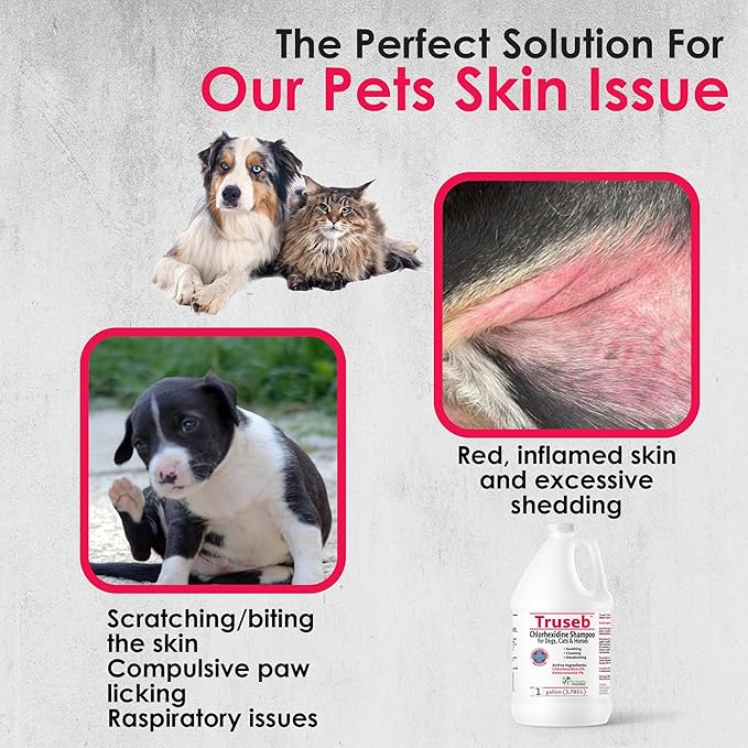 Truseb All Natural Topical Ketoconazole and Chlorhexidine Shampoo for Dogs, Cats & Horses with Aloe Vera Shampoo and Conditioner(Ketoconazole & Chlorhexidine Shampoo, 1 Gallon)