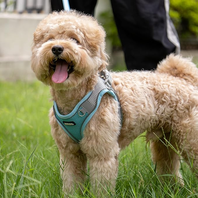AIITLE Step in Dog Harness and Leash Set - Spring No Pull Escape Proof Vest Harnesses with Soft Mesh and Reflective Bands, Adjustable Pet Outdoor Harnesses for Small and Medium Dogs Blue M