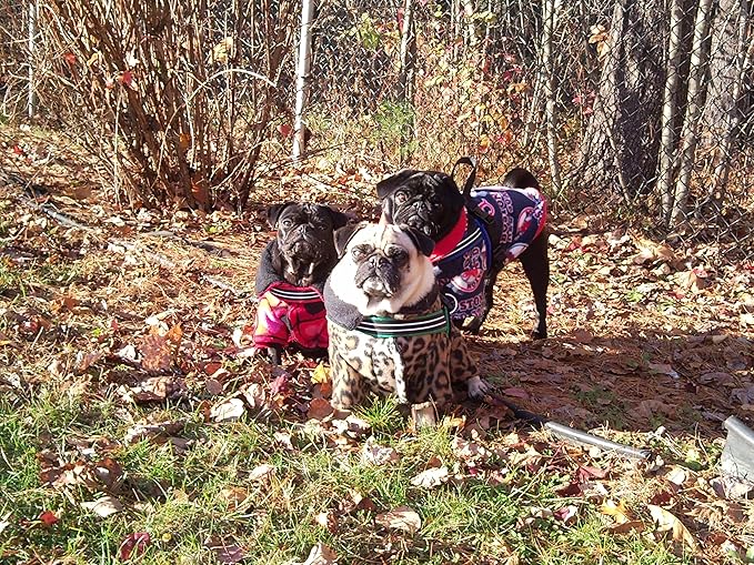 ComfortFlex Sport Harness - American Made No Pull XSmall Dog Harness - Lightweight, Padded, Reflective No Rub Harness for Walking, Running and Control - XSmall, Hunter Orange