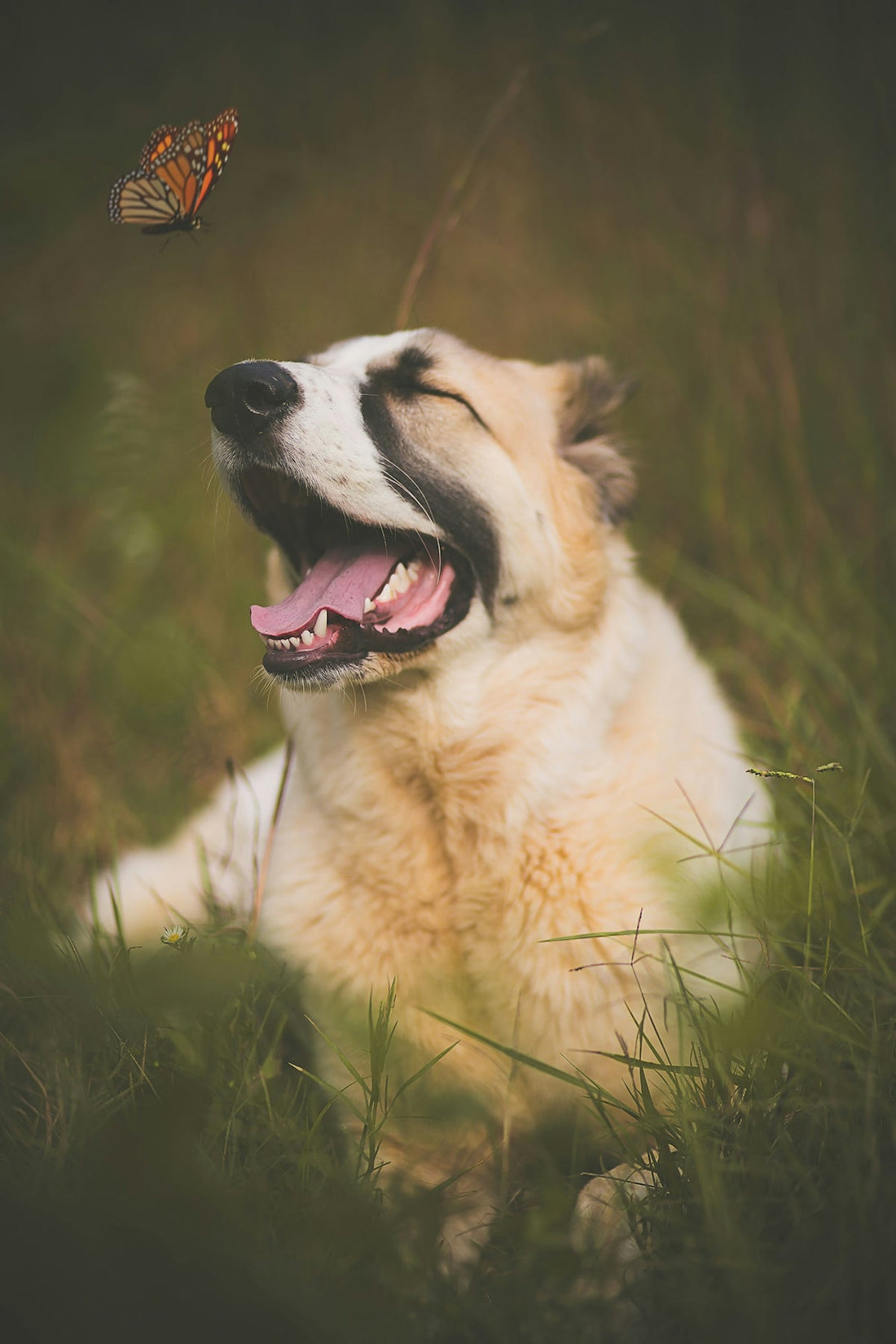white and brown long coated dog on green grass field