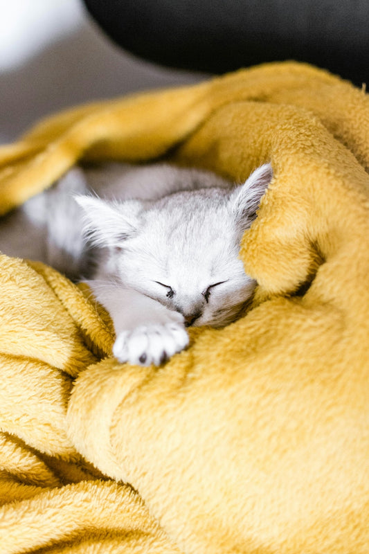 white and gray cat on yellow textile