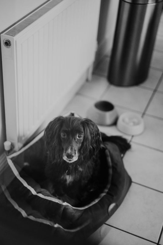 Dog relaxes in its bed, looking directly at the camera.