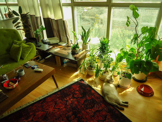 Cozy room with lots of plants and a cat.