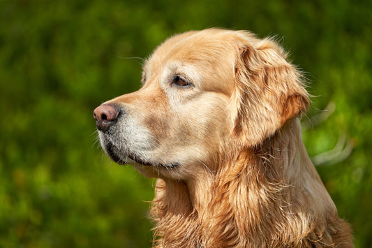 A golden retriever dog looks peacefully into the distance.