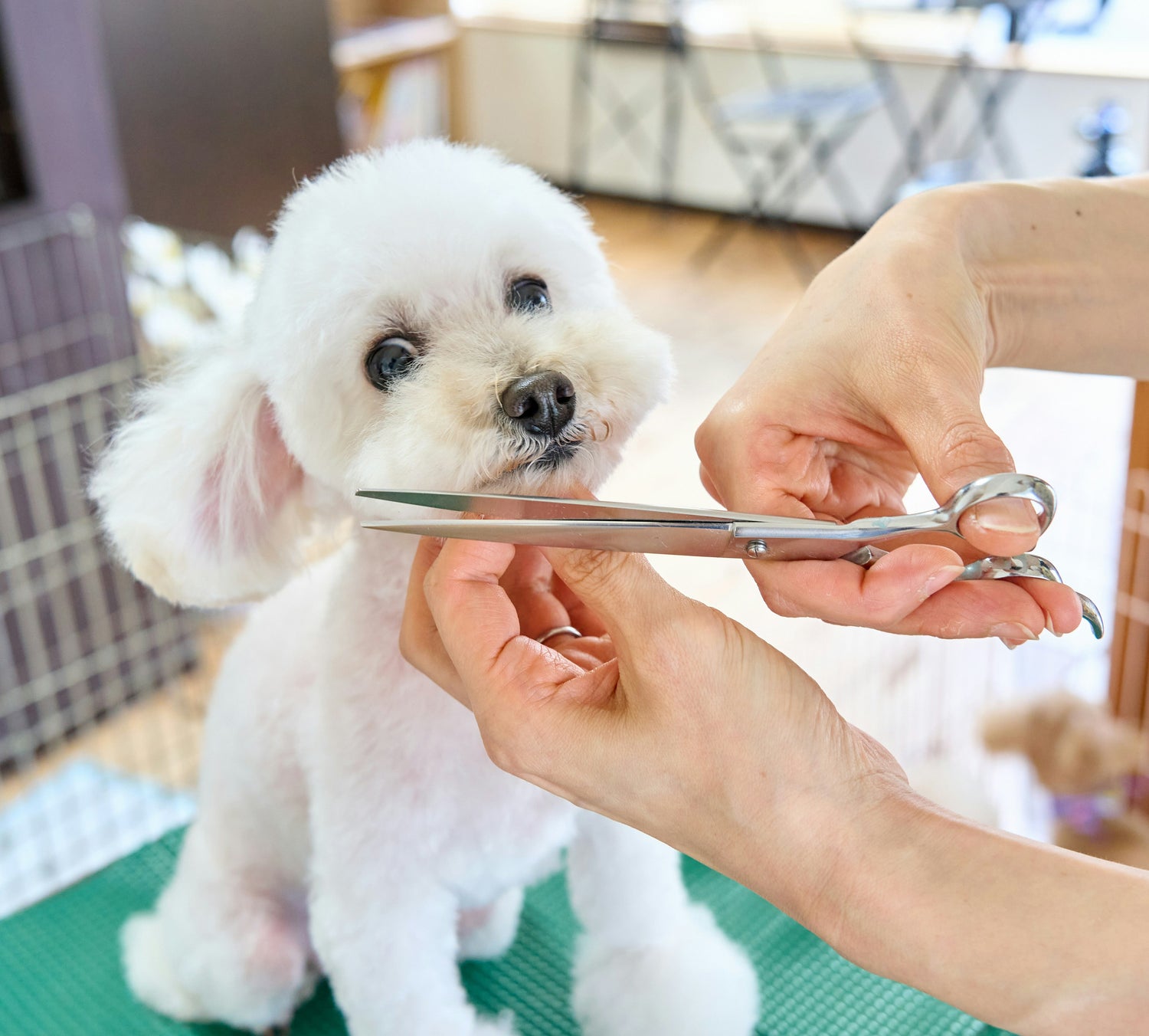 Pet Grooming Scissors & Shears