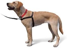 The Original Sense-ation No-Pull Dog Training Harness (Medium, Neon Orange)