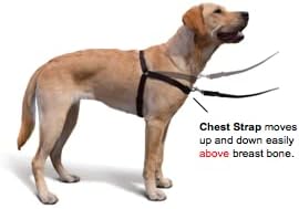 The Original Sense-ation No-Pull Dog Training Harness (Medium, Neon Orange)