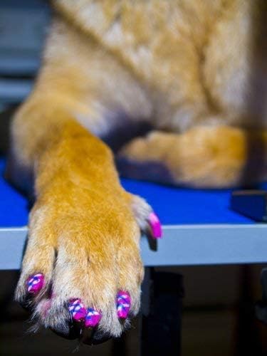 Warren London Pawdicure Polish Pen - Non-Toxic Dog Nail Polish Pen