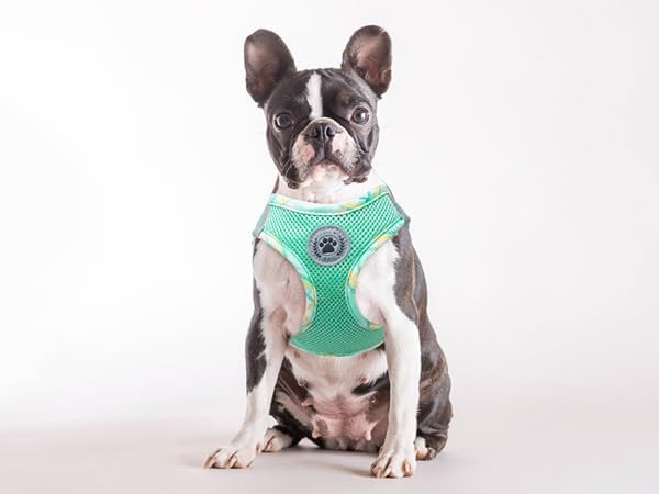 BEAUTYZOO Dog Harness and Leash Set for Small Medium Dogs,No Pull Step-in Harness for Puppy S M Sized Dogs and Cats,Air Mesh Adjustable Breathable Soft No Chock Escape Proof Vest Harnesses,Green M