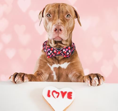 Unique Style Paws Valentine's Day Dog Collar with Bow Colorful Heart Love Dog Collars for Small Medium Large Dog New (S, Black Bow)