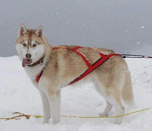 Neewa Pro Sled Dog Harness (Orange, Medium (Neck 17 Chest 29 Back 20))