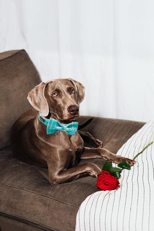 Maca Bates Plaid Blue Dog Collar with Checkered Bow Bowtie for Grid Dogs Bows Tie Adjustable Breakaway Collars Birthday Gift Colar for Small Medium Large XL Girl Boy Male Female Puppy Pets