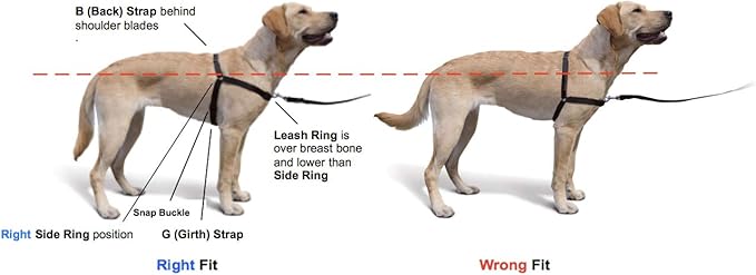 The Original Sense-ation No-Pull Dog Training Harness (Medium, Neon Orange)