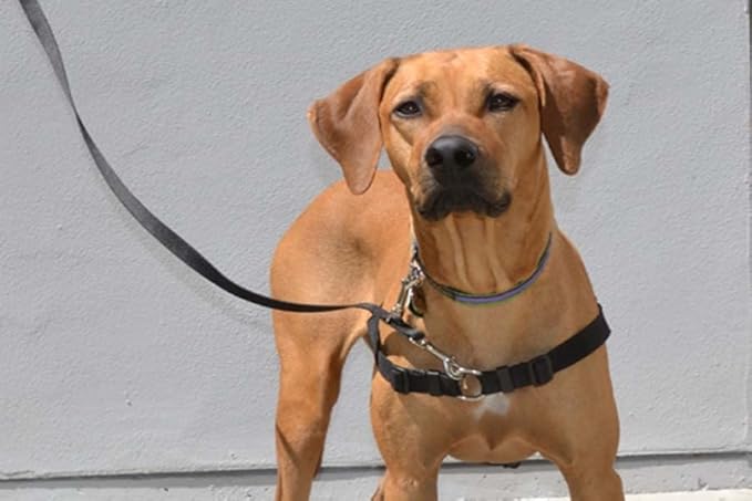 The Original Sense-ation No-Pull Dog Training Harness (Medium/Large 1", Brown)