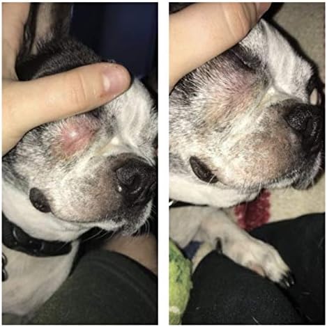 Squishface Tear Stain Paste (2oz) & 5x7 Wipes Bundle - Anti-Itch, Deodorizing, Tear Stain Remover – Great for English Bulldog, Pugs, Frenchie, Bulldogs, French Bulldogs & Any Breed