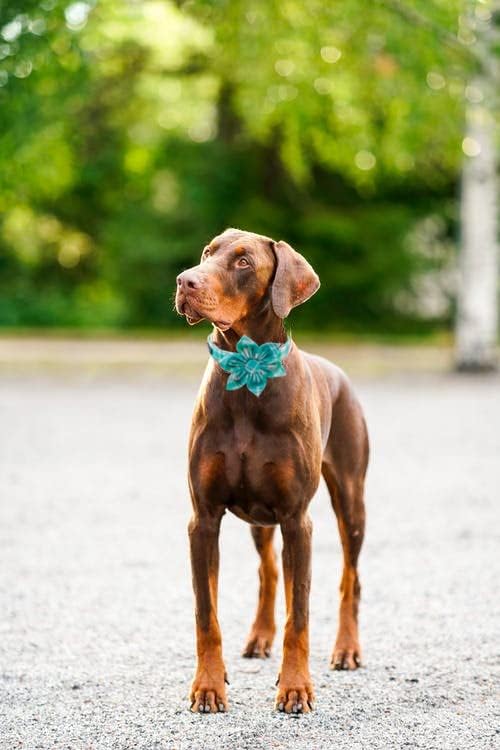 Maca Bates Blue Checkered Flower Summer Dog Grid Collar with Flowers for Dogs Adjustable Breakaway Cute Plaid Collars Accessories Gift for Small Medium Large XL Puppy with Golden Metal Buckle