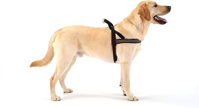 ComfortFlex Sport Harness - American Made No Pull Teacup Dog Harness - Lightweight, Padded, Reflective No Rub Harness for Walking, Running and Control - Petite, Berry