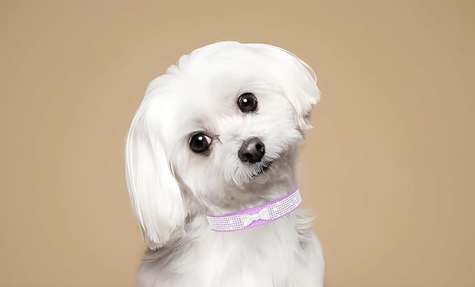 Diamond Dog Collars for Small Dogs, Rhinestone Puppy Collars with Leash, Sparkly Bling Jeweled Crystal Cat Collars for Girls Female XXS XS Small Medium Large Dogs Purple XS