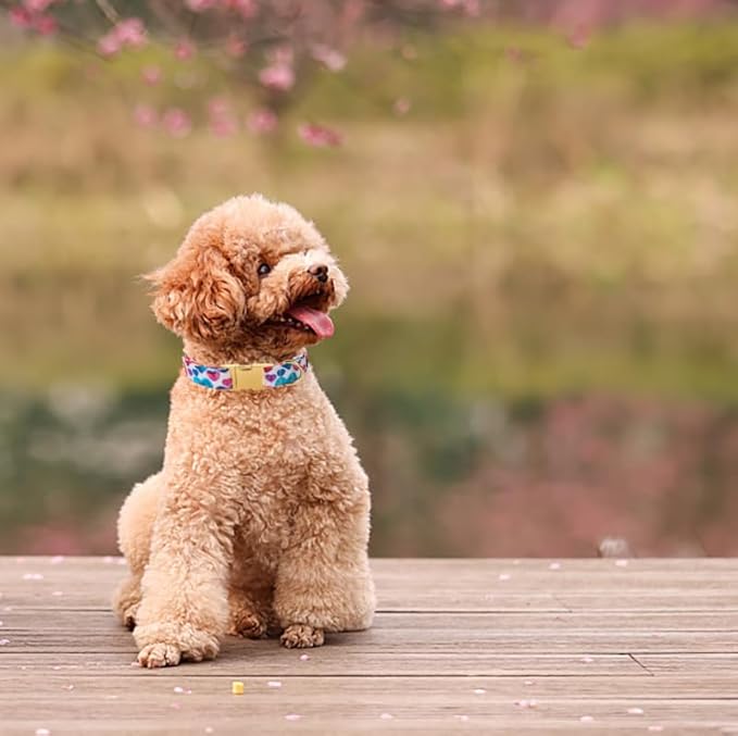 Lionet Paws Valentine Day Dog Collar, Heavy-Duty Cute Colorful Heart Pattern Pet Collar with Metal Buckle Necklace for Small Medium Dog Gift, Neck 13.5-22 inches