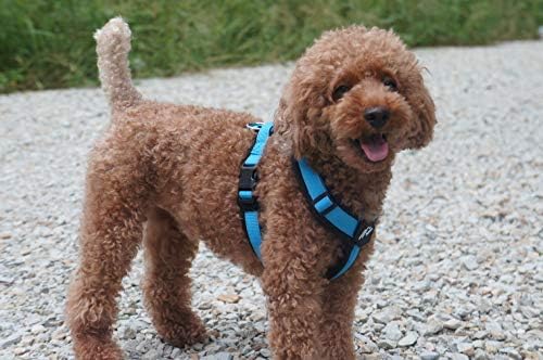 Hakusan Zero Harness (M, Black x Turquoise)