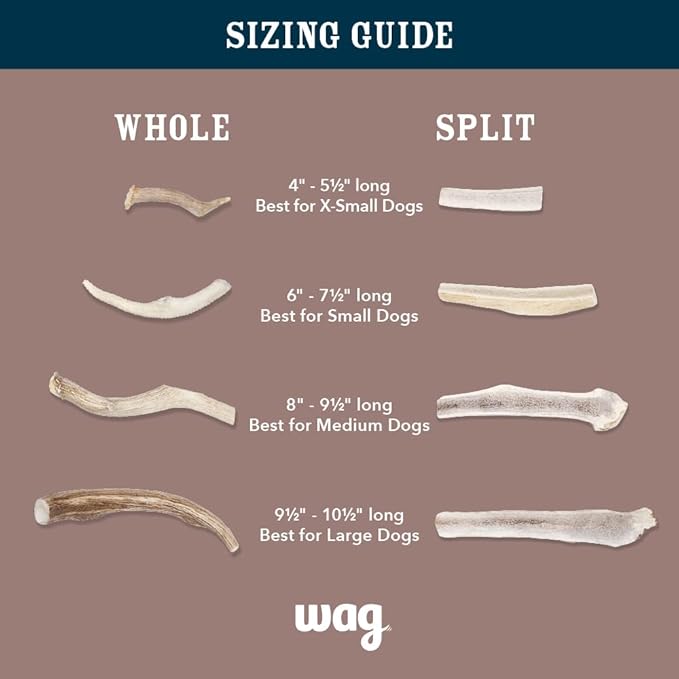 Amazon Brand - Wag Dog Elk Antler Chew, Naturally Shed, Whole, Large 8-9.5 inches (Best for Dogs 30-45 lbs), 3.60 Ounce (Pack of 4)