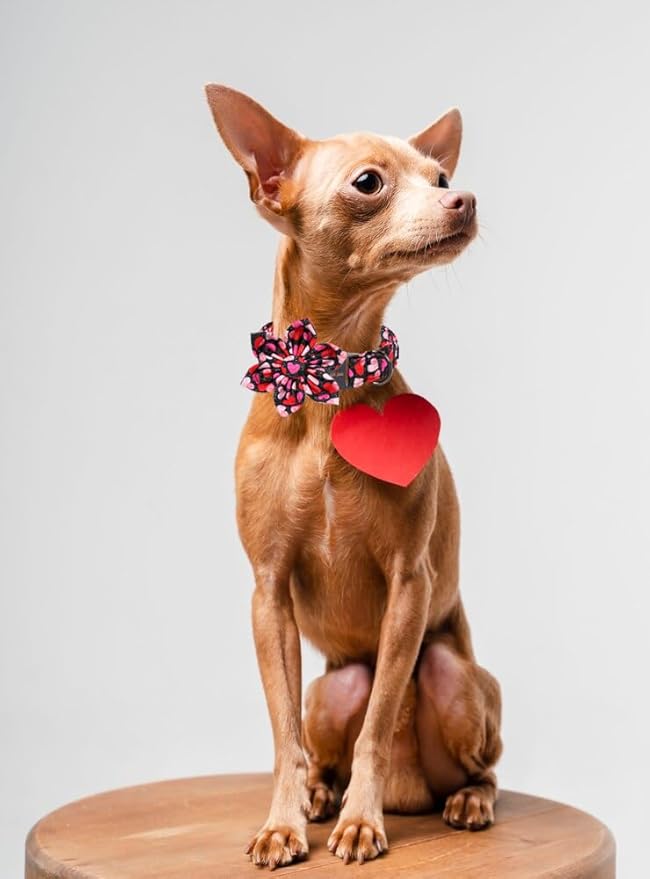 Unique Style Paws Valentine's Day Dog Collar with Bow Colorful Heart Love Dog Collars for Small Medium Large Dog New (XL, Black Flower)
