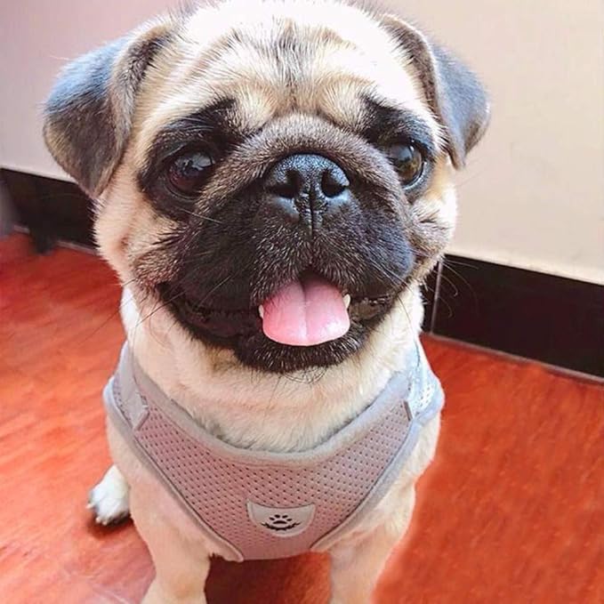 FEimaX Dog Harness and Leash Set for Walking, Soft Mesh Adjustable Easy Control Lightweight Cat Vest Harnesses with Reflective Strips, Escape Proof Small Dogs Cats Vests (Grey, Large)