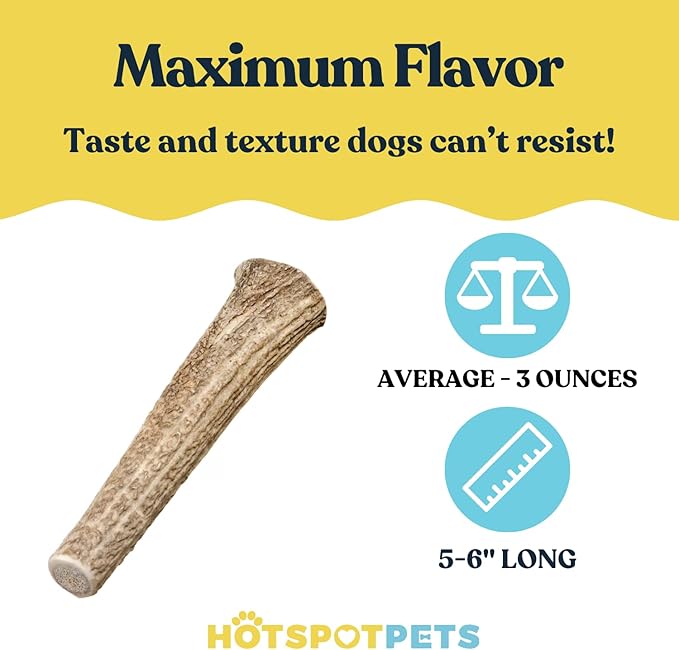 hotspot pets Premium Medium Whole Deer Antlers for Dogs - 5+ Inch Medium Sized Deer Antler Dog Chews - Naturally Shed for Small and Medium Breed Aggressive Chewers - Sourced in USA (Pack of 1)