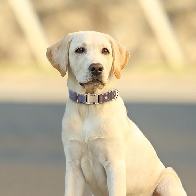 Didog Soft Padded Leather Dog Collars for Medium Dogs, Classic Heavy Duty Dog Collars with Quick Release Metal Buckle, Adjustable Medium Dog Collar Leather,Blue,M