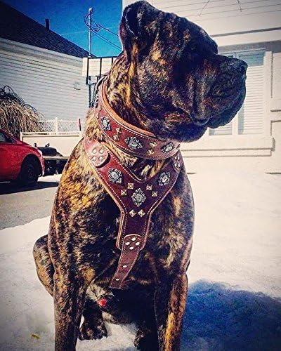 Bestia "Aztec Big Dog Leather Harness. 2 Tone Rivet Decorations. Zipper Decoration. Foam and Leather Padding Handmade in Europe.