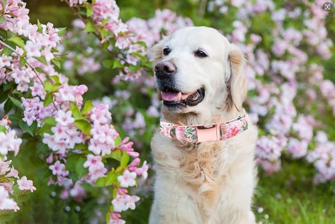 Lionet Paws Dog Collar, Comfortable Adjustable Cute Collar with Metal Buckle for Male Female Dogs Gift, Pink Flower, XLarge, Neck 16-26 inches