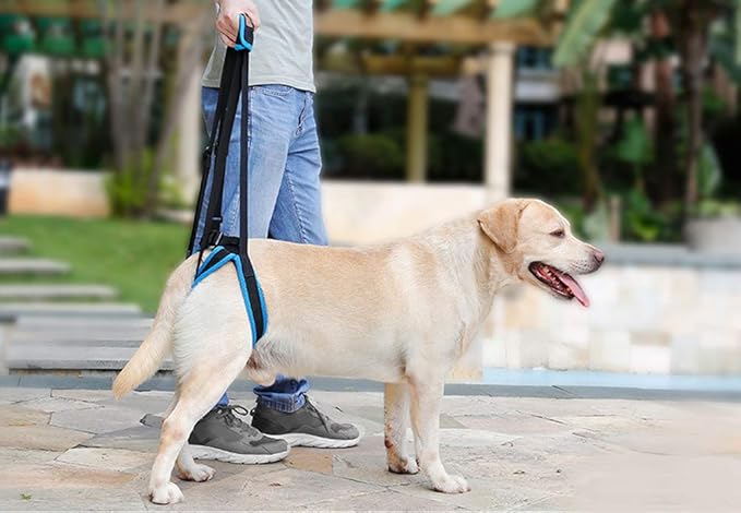 Adjustable Pet Dogs Lift Support Harness Breathable Mesh Padded Sling Straps Canine Support Rehabilitation for Injuries Arthritis Weak hind Legs & Joints, Blue (XL)
