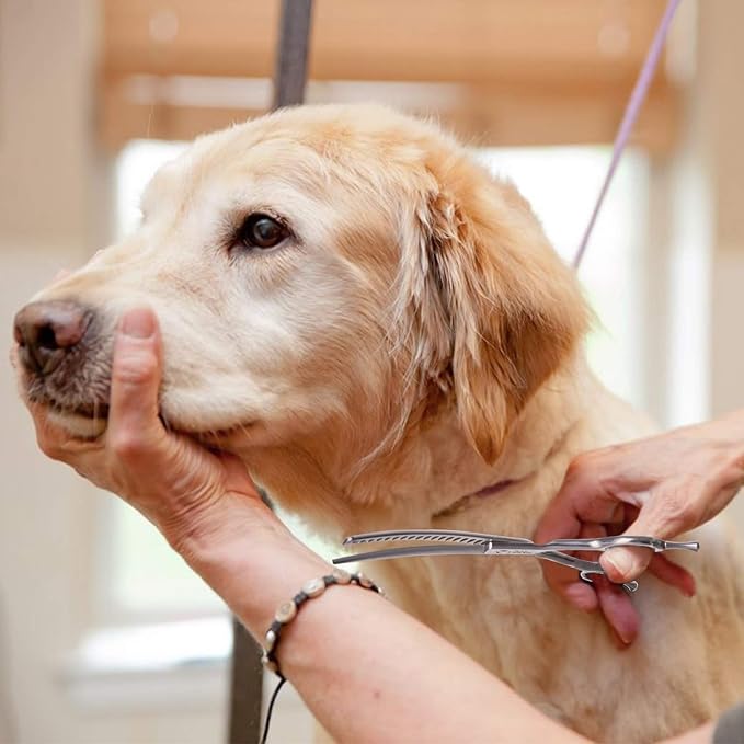 PURPLEBIRD 6.5 Inch Downward Curved Dog Grooming Scissors Pet Chunker Shears Professional Safety Blunt Tip Trimming Shearing for Dogs Cats Face Paws Limbs Japanese Stainless Steel Silver