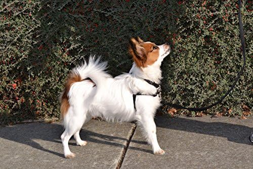 The Original Sense-ation No-Pull Dog Training Harness (Medium/Large 1", Brown)