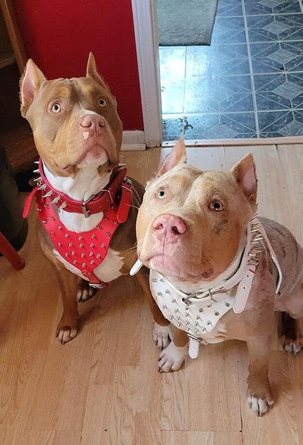 Leather Spiked Studded Harnesses, Collars & Leashes 3Pcs Matching Set for Medium & Large Dogs Pitbull,Mastiff, Boxer, Bull Terrier (Red, XL)