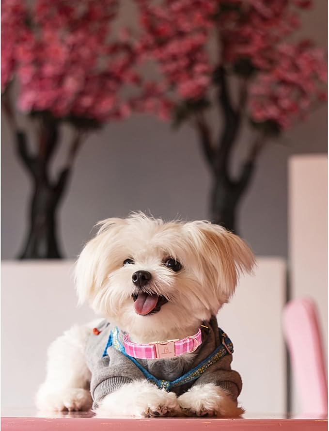 Lionheart glory Valentine's Day Collar, Pink Plaid Dog Collar for Medium Cute Dog Collars Spring Female Pet Gift Adjustable Heavy-Duty Dog Collar Holiday