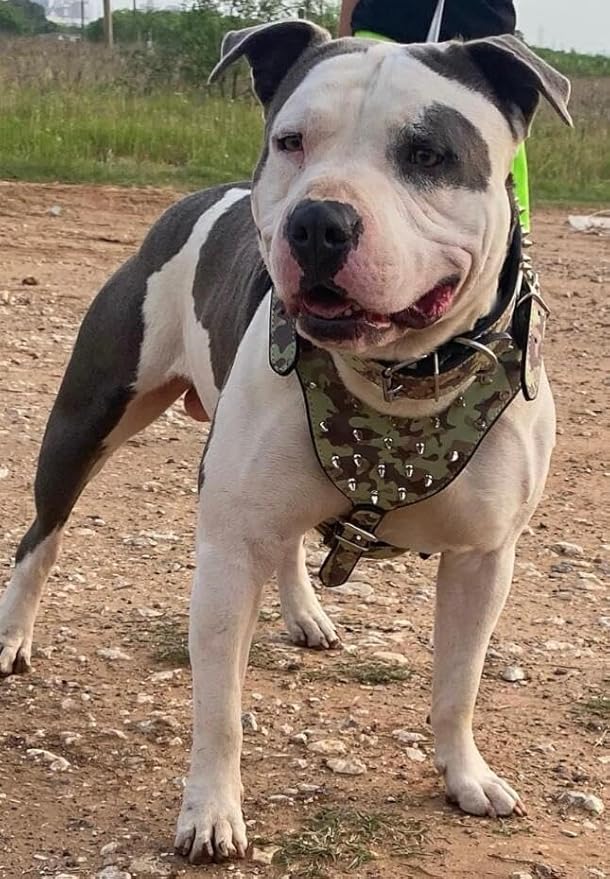 Leather Spiked Studded Harnesses, Collars & Leashes 3Pcs Matching Set for Medium & Large Dogs Pitbull,Mastiff, Boxer, Bull Terrier (Camo, M)