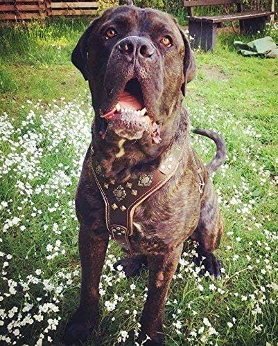 Bestia "Aztec Big Dog Leather Harness. 2 Tone Rivet Decorations. Zipper Decoration. Foam and Leather Padding Handmade in Europe.