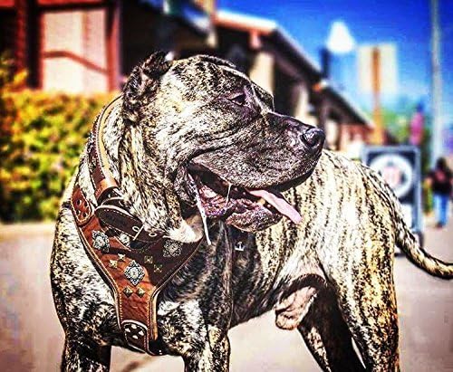 Bestia "Aztec Big Dog Leather Harness. 2 Tone Rivet Decorations. Zipper Decoration. Foam and Leather Padding Handmade in Europe.