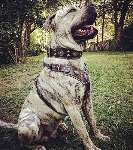 Bestia "Aztec Big Dog Leather Harness. 2 Tone Rivet Decorations. Zipper Decoration. Foam and Leather Padding Handmade in Europe.