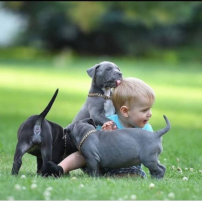 Gold Dog Chain Collar,18K Gold Plated Stainless Steel Cuban Link Chain Necklace Collar for Small,Medium Dogs(Length - 14'')