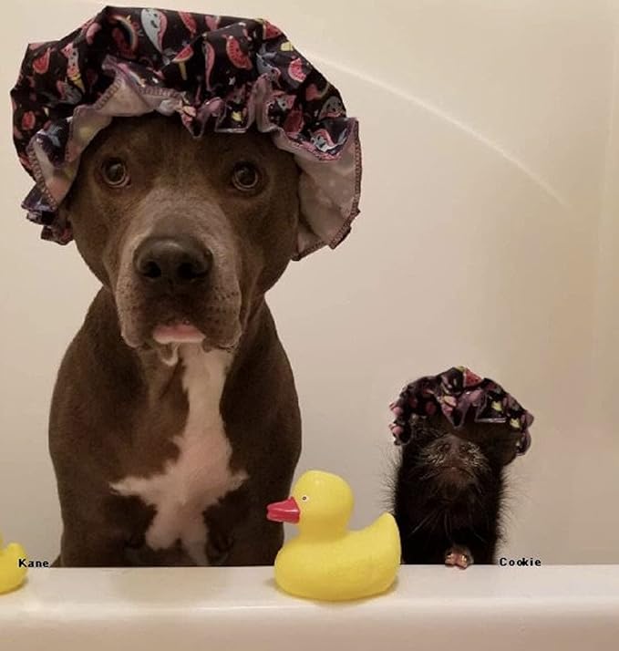 Pet Shampoo and Shampoo Scrub Brush for Pigs, Dogs, and Other Pets (Lavender)