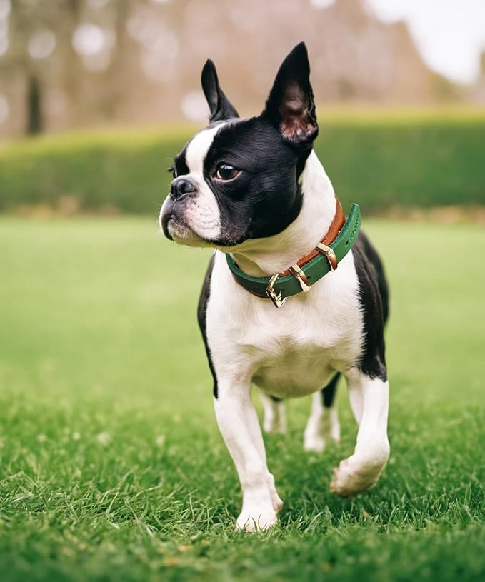 Premium Genuine Leather Dog Collar - Durable 4.5mm Thick, Color-Blocking Design with Rose Gold Hardware, Available in 4 Sizes for Small, Medium and Large Dogs, Green 19-23 in