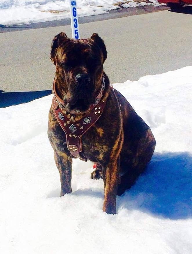 Bestia "Aztec Big Dog Leather Harness. 2 Tone Rivet Decorations. Zipper Decoration. Foam and Leather Padding Handmade in Europe.