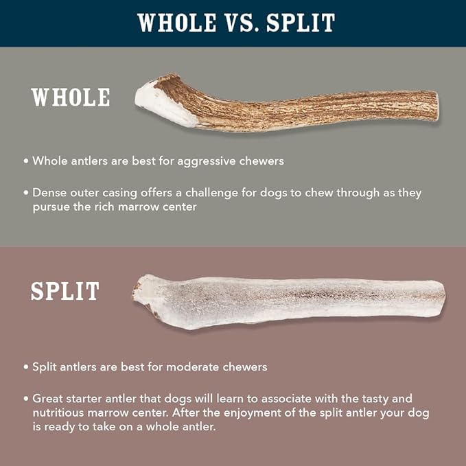 Amazon Brand - Wag Dog Elk Antler Chew, Naturally Shed, Whole, Large 8-9.5 inches (Best for Dogs 30-45 lbs), 3.60 Ounce (Pack of 4)